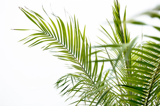 Phoenix Roebelenii op stam | Kamerplant