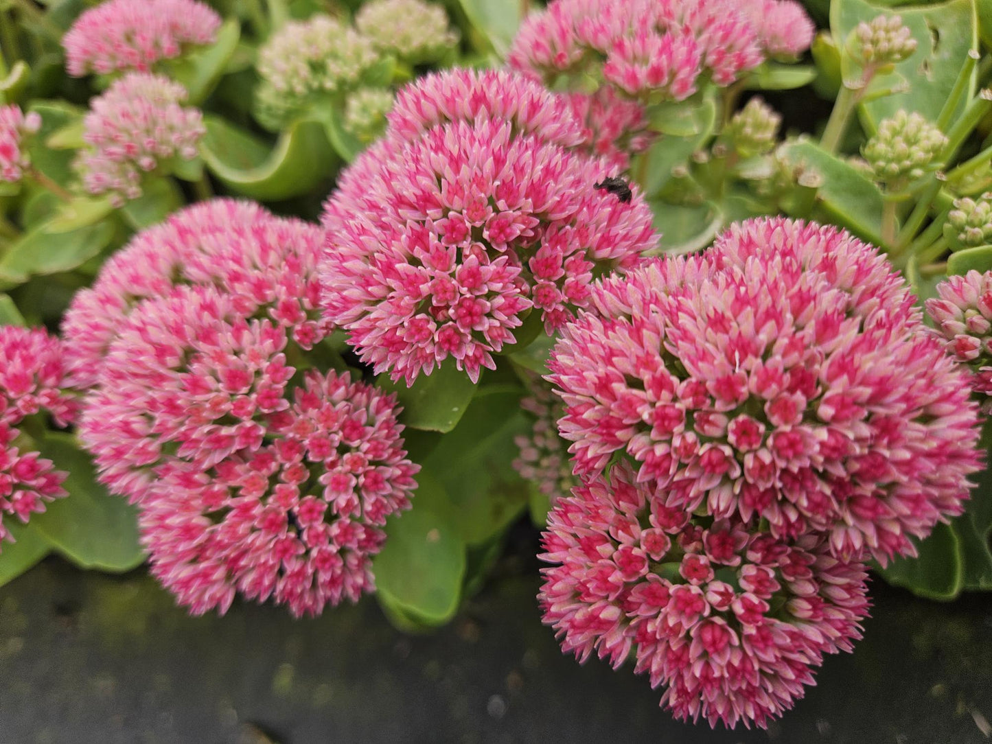 24x Sedum 'Herbstfreude' – Winterharde Vetplant voor Bijen en Vlinders