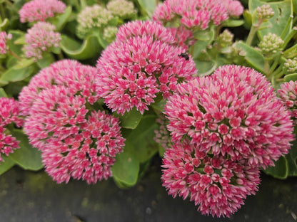 24x Sedum 'Herbstfreude' – Winterharde Vetplant voor Bijen en Vlinders
