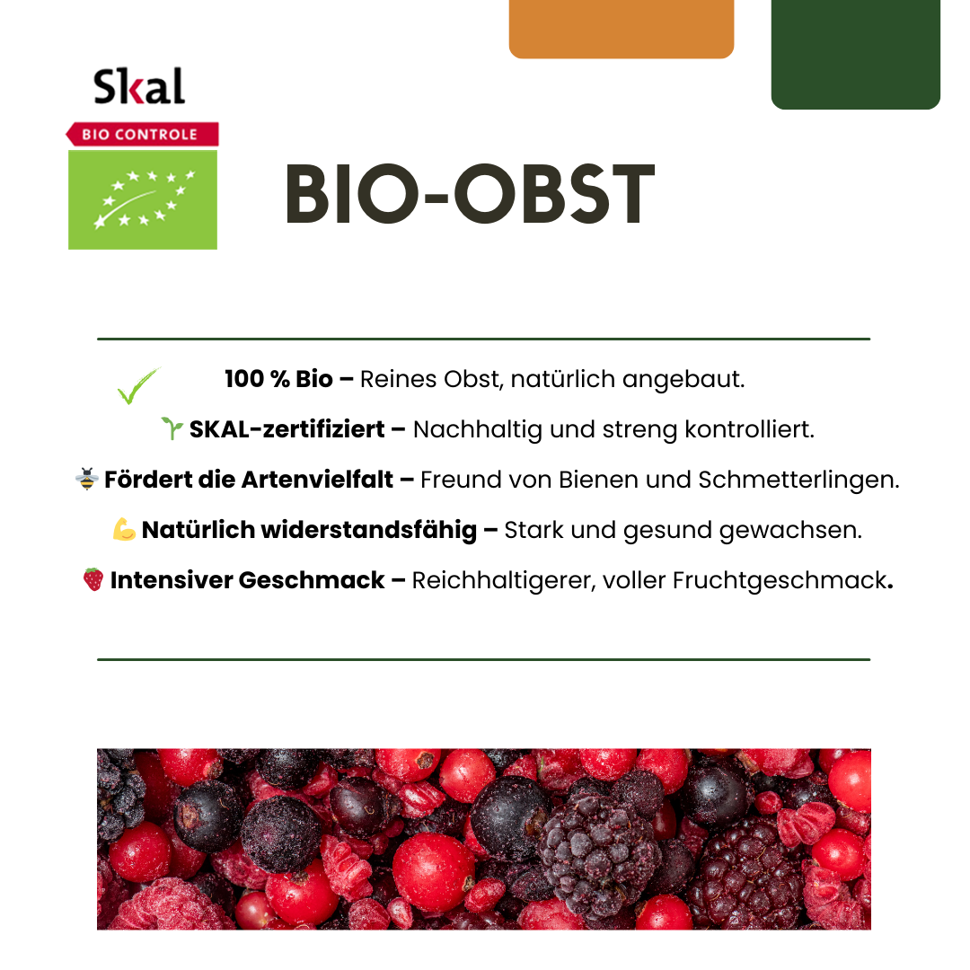 Set van 6 Biologische Kruisbessenplanten – 13 cm Pot – 20 cm Hoog – Heerlijke Bessen uit Eigen Tuin