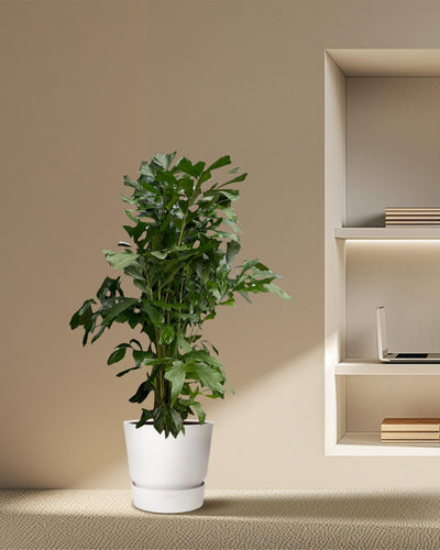 Caryota Mitis | Mega Kamerplant