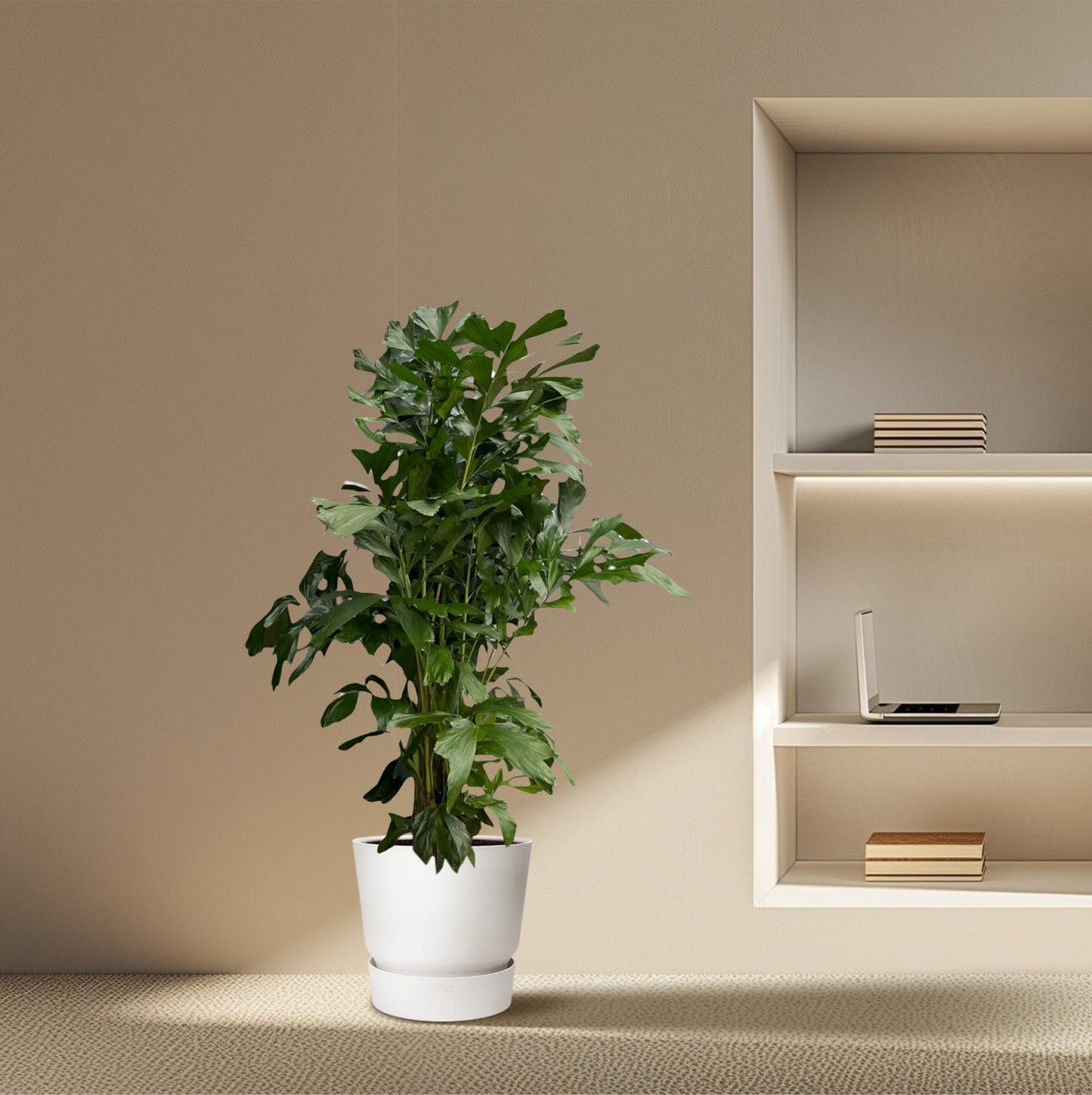 Caryota Mitis | Mega Kamerplant