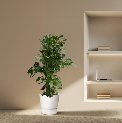 Caryota Mitis | Mega Kamerplant