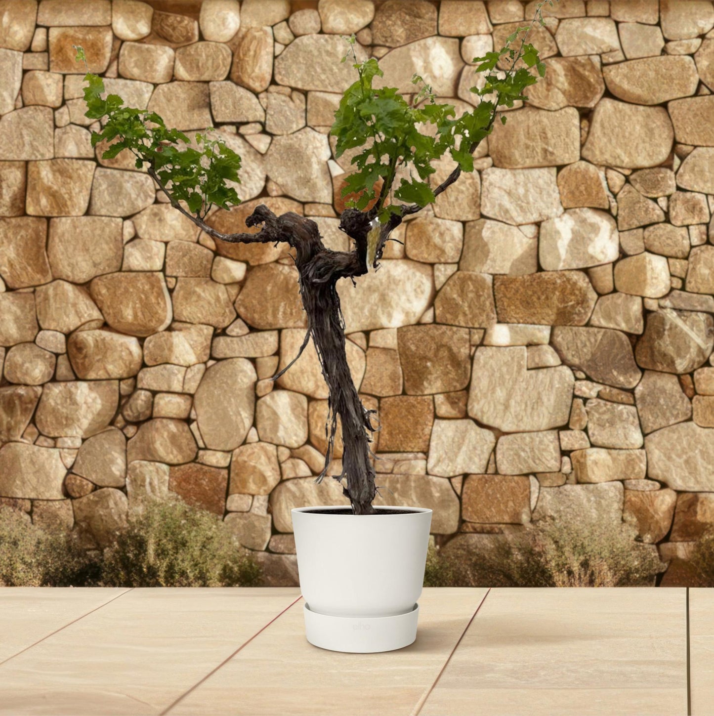 Weintraube (Vitis Vinifera) Stamm verzweigt