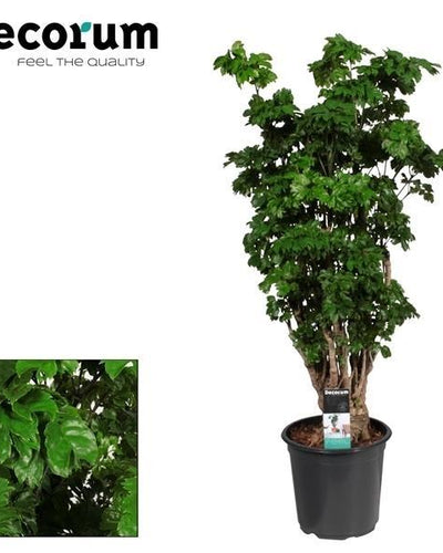 "Polyscias Roble Vertakt – exotische kamerplant van 80 cm hoog met vertakte stam en donkergroene bladeren in pot Ø21cm"