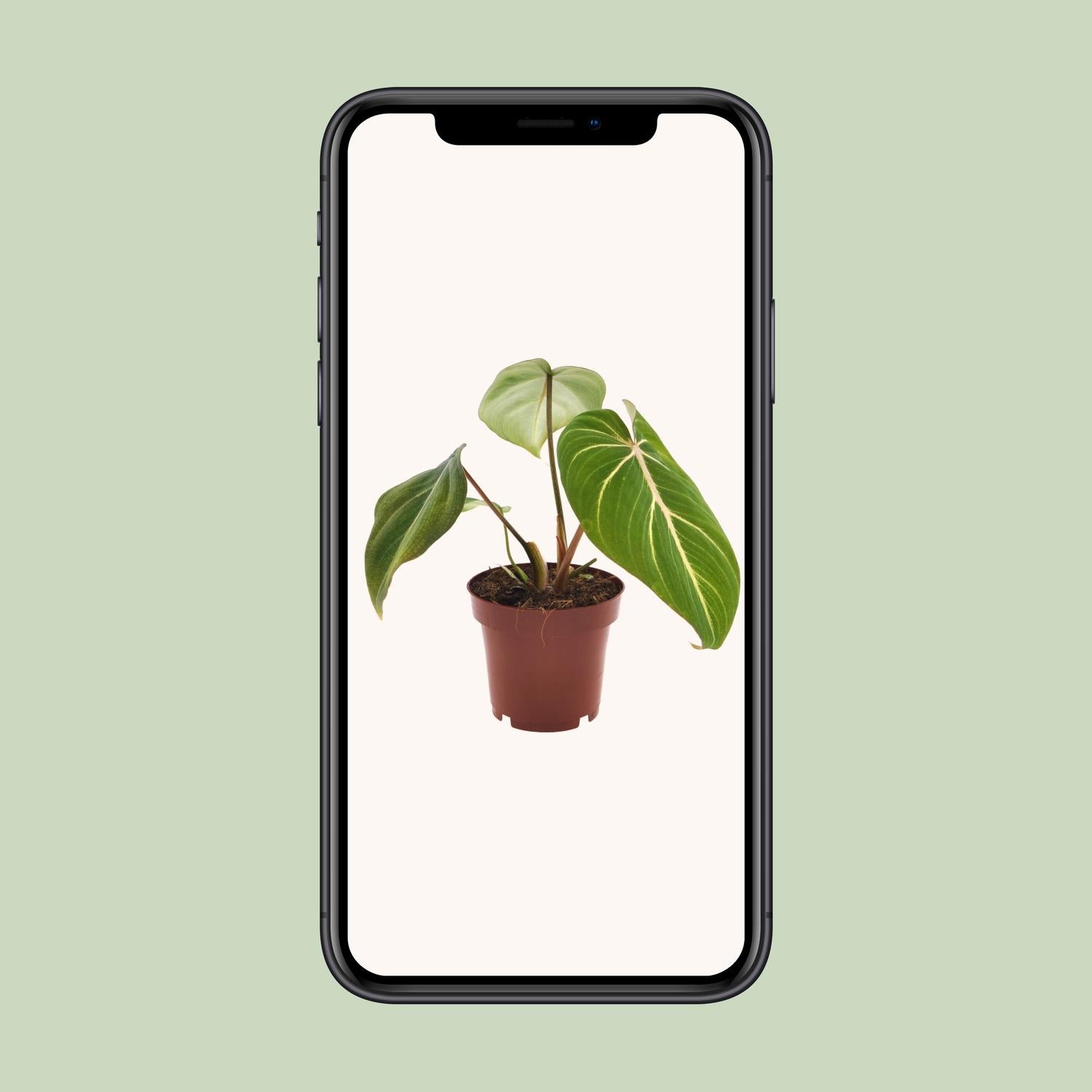Philodendron Selloum Atom – compacte kamerplant (Ø12 cm, 25 cm hoog) met tropische, gespleten bladeren.