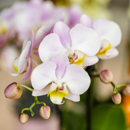 Roze Phalaenopsis Orchidee 'Portugal' kopen – Pot Ø9 cm | Bloeiende Kamerplant | Plant To Day
