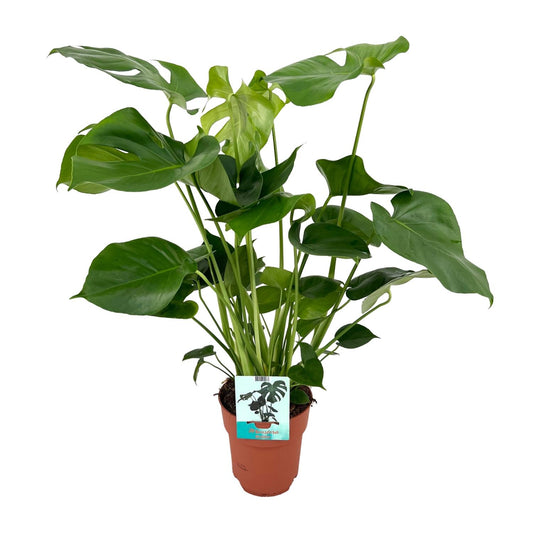 Monstera Deliciosa kamerplant in potmaat Ø19cm, met grote donkergroene bladeren met insnijdingen, tropische plant van 60cm hoog – geschikt voor binnen in huis of op kantoor.