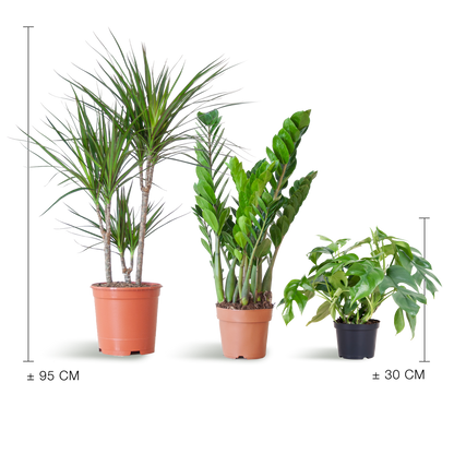 3 x Schaduw Plantenbox | Kamerplanten | zonder sierpot