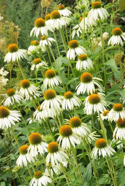Echinacea purpurea 'White Swan' witte zonnehoed bloeiend in de tuin – Ø9 cm, 10–25 cm hoog