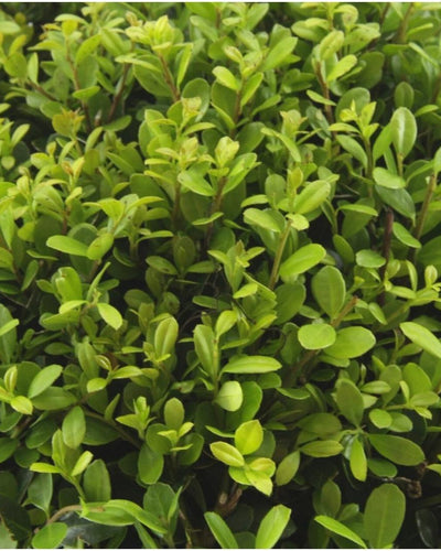 llex crenata 'Jenny' Mix | Buitenplant | Japanse hulst – 6 soorten - Planttoday