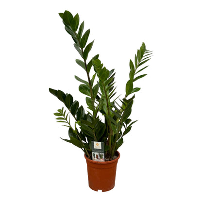 Zamioculcas ZZ-plant glanzend donkergroen interieur.