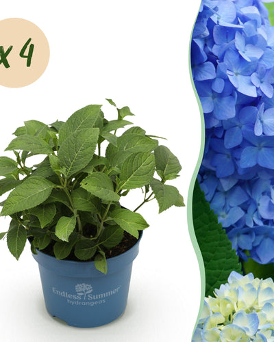 4 x Hydrangea Endless Summer The Original Blue | Winterhard | Tuinplant