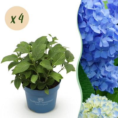 4 x Hydrangea Endless Summer The Original Blue | Winterhard | Tuinplant