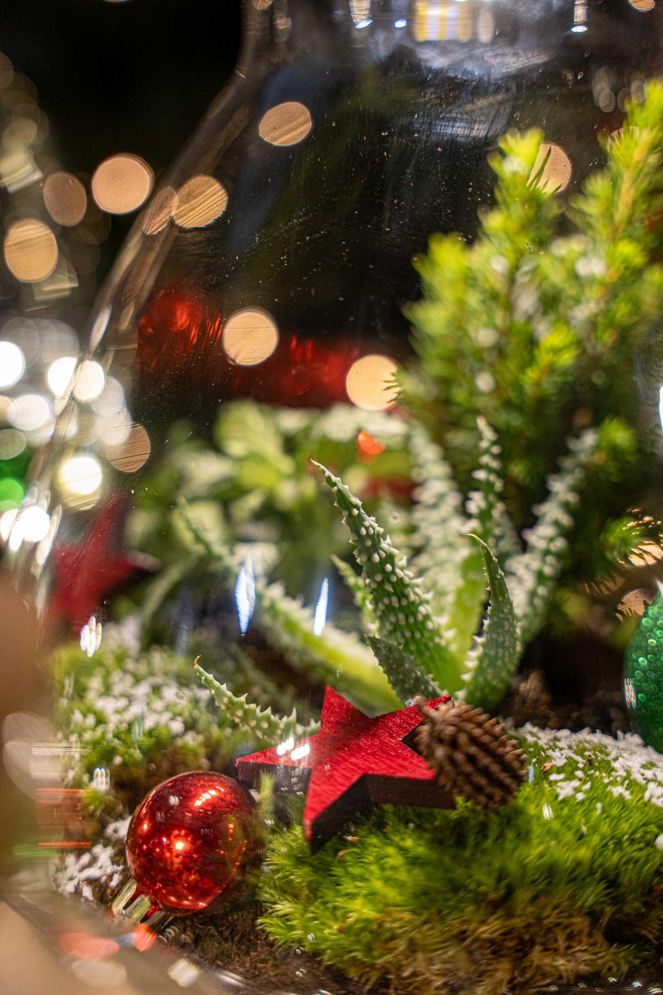 Frosty Kerstmis terrarium | Planten terrarium | DIY kit Christmas