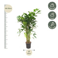 Caryota Mitis | Grote Kamerplant | Visgraatpalm