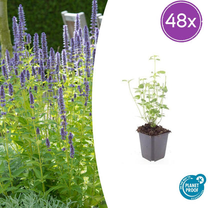 Agastache 'Black Adder' | Buitenplant | Dropplant