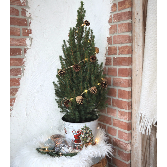 Kleine kerstboom Picea Glauca Conica van 70 cm in sierpot met verlichting ideaal als compacte levende kerstboom voor binnen of buiten