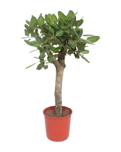 De Ficus Benghalensis, ook bekend als de Banyanboom of Bengaalse Vijg, is een indrukwekkende, groenblijvende kamerplant die geliefd is om zijn grote, glanzende bladeren en boomachtige uiterlijk. Hieronder vindt u informatie over de verzorging en waar u deze plant kunt kopen. 