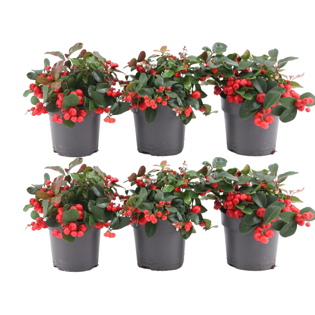 6x Gaultheria procumbens 'Big Berry' | Tuinplanten
