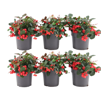 6x Gaultheria procumbens 'Big Berry' | Tuinplanten
