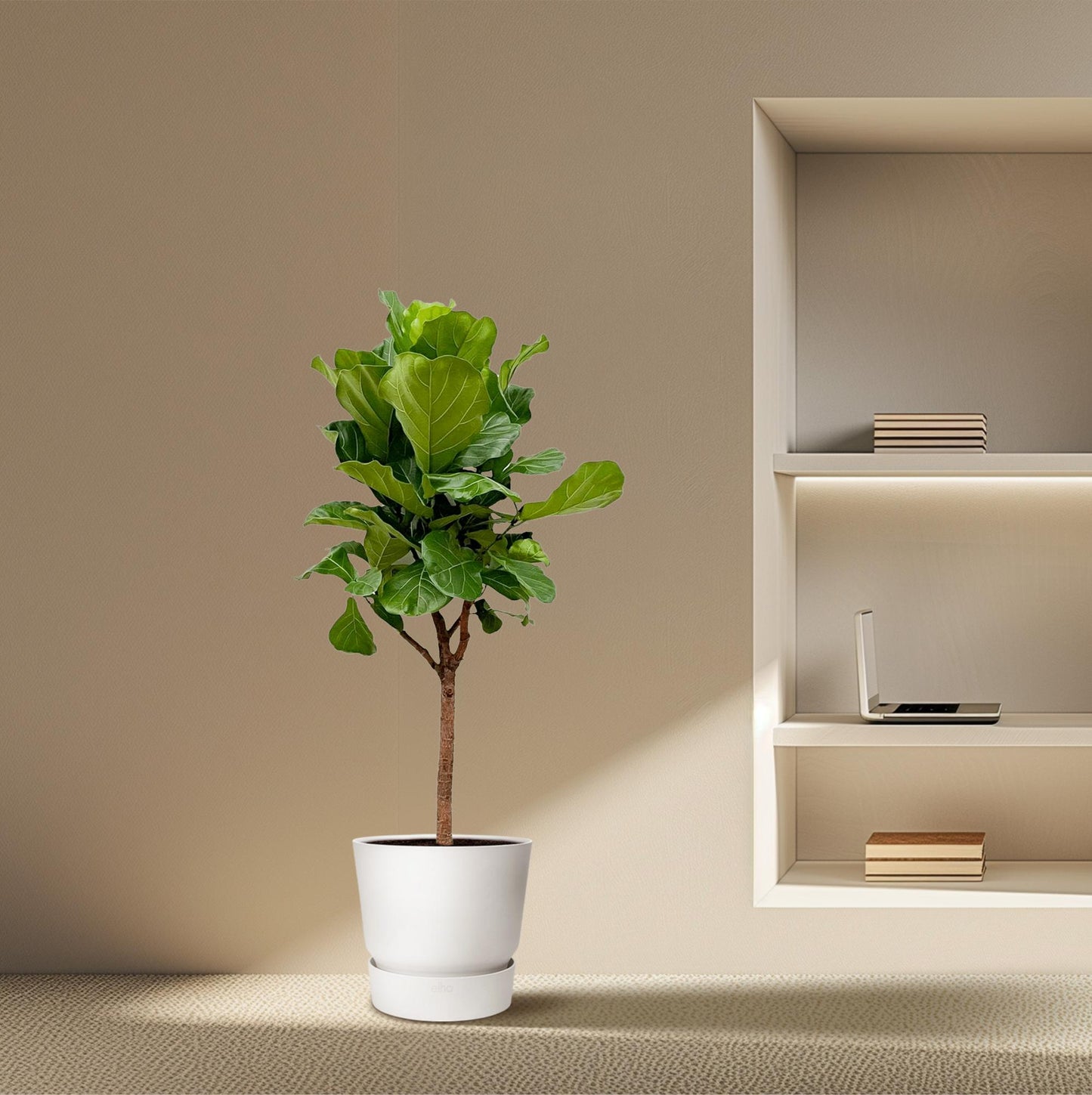 Ficus Lyrata boom - 170cm - ⌀30