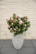 Groenblijvende camellia met roze bloemen voor tuin en terras