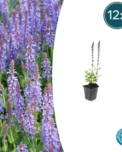 Salvia nem. 'Caradonna' - ↕10-25cm - Ø9cm. 12 stuks - Planttoday