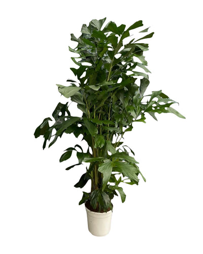 Caryota Mitis | Mega Kamerplant