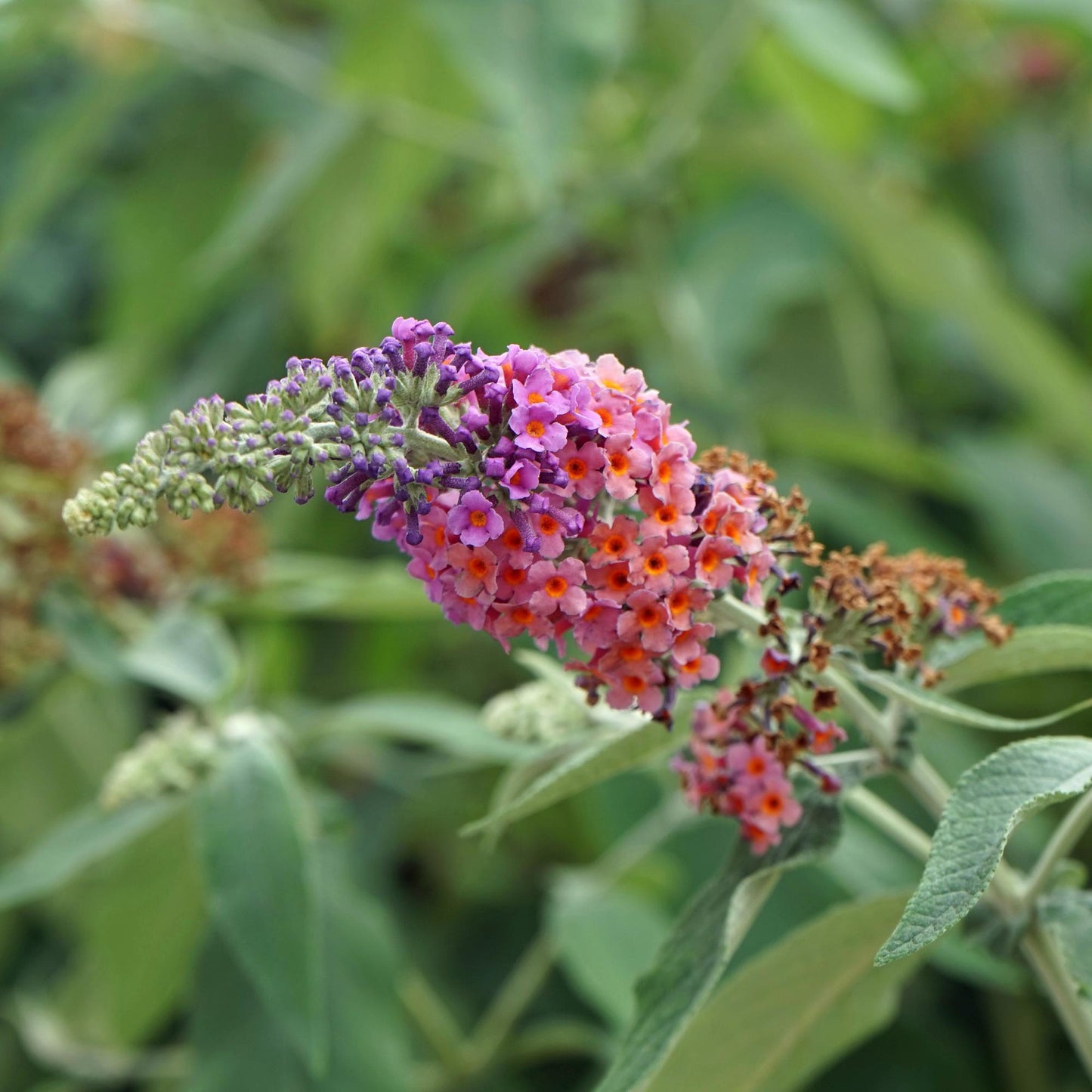 Vlinderstruik - Buddleja davidii Flower Power - Bloem Oranje Paars  - Bladverliezend - Vlinderlokkend -  Pot 17cm Hoogte 30cm