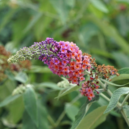 Vlinderstruik - Buddleja davidii Flower Power - Bloem Oranje Paars  - Bladverliezend - Vlinderlokkend -  Pot 17cm Hoogte 30cm