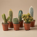 12 x Cactus diverse soorten en maten