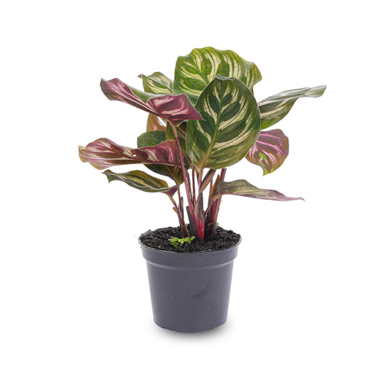 Calathea Makoyana | Pauwenplant |Terrarium plant - Potmaat 6