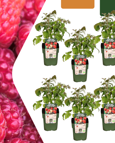 Rubus idaeus – Biologische frambozenplant met frisgroen blad en rijpe rode frambozen, ideaal voor zelf frambozen kweken in de tuin of moestuin. Kopen