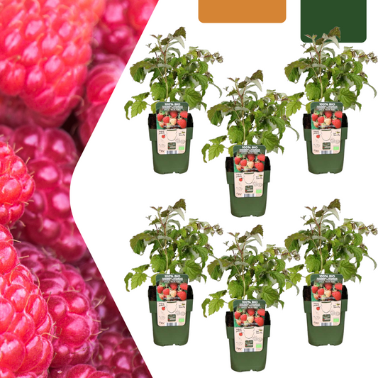 Rubus idaeus – Biologische frambozenplant met frisgroen blad en rijpe rode frambozen, ideaal voor zelf frambozen kweken in de tuin of moestuin
