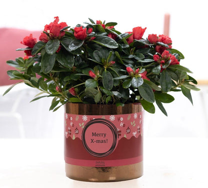 Planttoday .Azalea rood, Azalea in pot, kerstplant cadeau, kamerplant kerst, P&PURE Ceramics, Azalea verzorgen, luxe kamerplant, kerstdecoratie plant.
