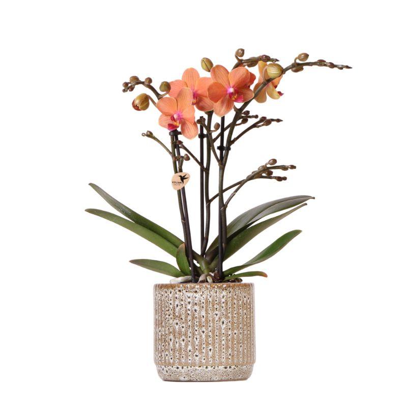 Oranje Bolizano orchidee met 2 of 3 takken in keramieken Jaguar sierpot (Ø9cm) – exotische kamerplant, vers geleverd van de kwekerij.