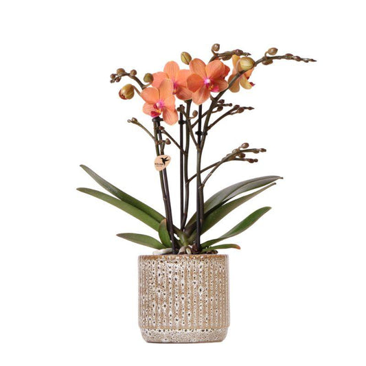 Oranje Bolizano orchidee met 2 of 3 takken in keramieken Jaguar sierpot (Ø9cm) – exotische kamerplant, vers geleverd van de kwekerij.
