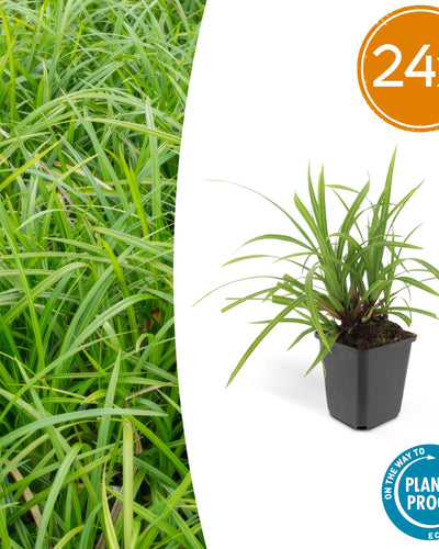 Carex morrowii Irish Green – wintergroene bodembedekker 10-25 cm