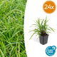 Carex morrowii ‘Irish Green’ – Wintergroene Bodembedekker