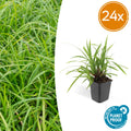 Carex morrowii Irish Green – wintergroene bodembedekker 10-25 cm