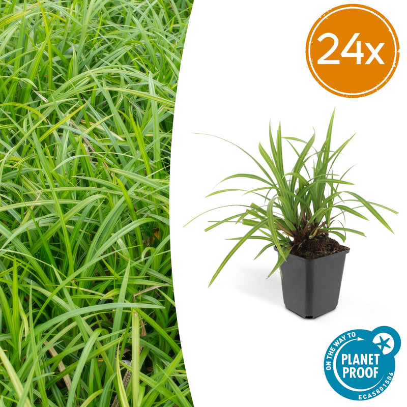 Carex morrowii Irish Green – wintergroene bodembedekker 10-25 cm