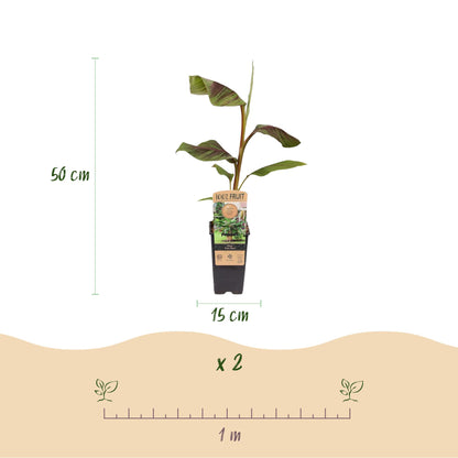 Musa Ever Red – Japanse vezelbanaan fruitplant, set van 2 planten in pot Ø15cm, hoogte ongeveer 50cm, met opvallende rode vruchten.