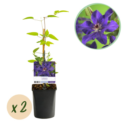 Paarsbloeiende clematis klimplant voor schutting en pergola