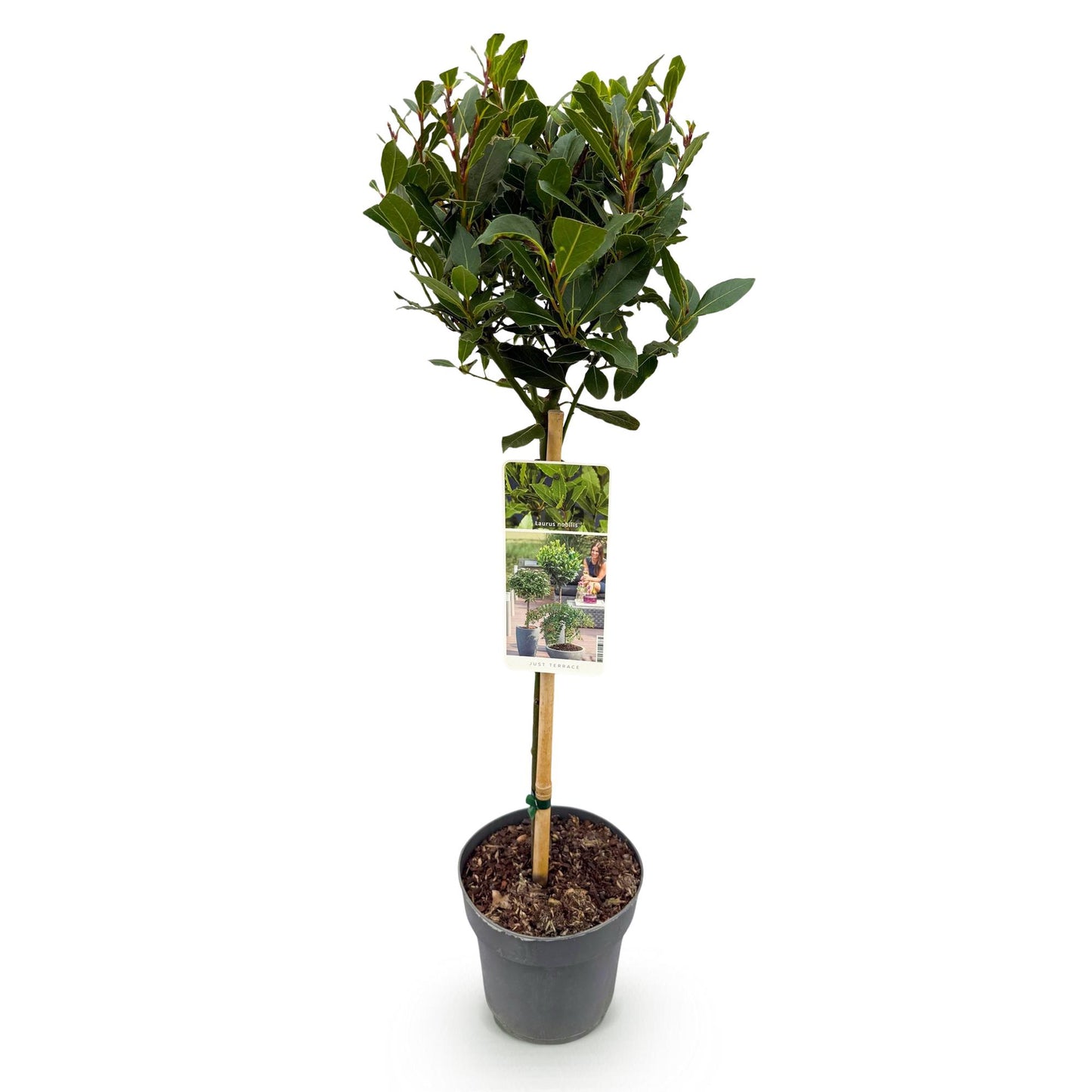 Plant op Stam | Laurus nobilis | Terras Plant