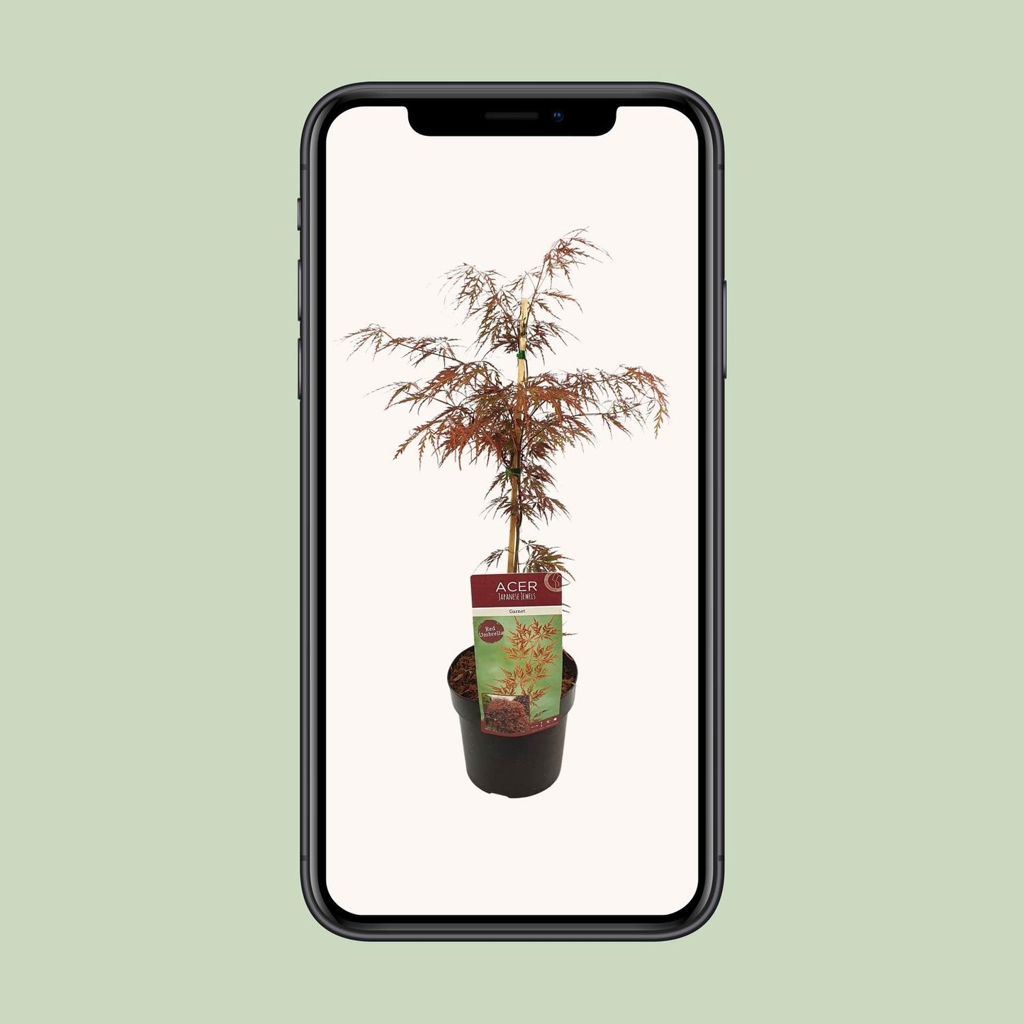 Acer palm. 'Garnet' - Ø19cm - ↕40cm Sierplant  - Japanse Esdoorn