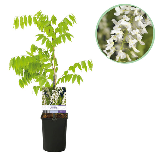 Blauwe regen - Wisteria floribunda Alba - Bloem Wit  - Pot 11cm Hoogte 40cm