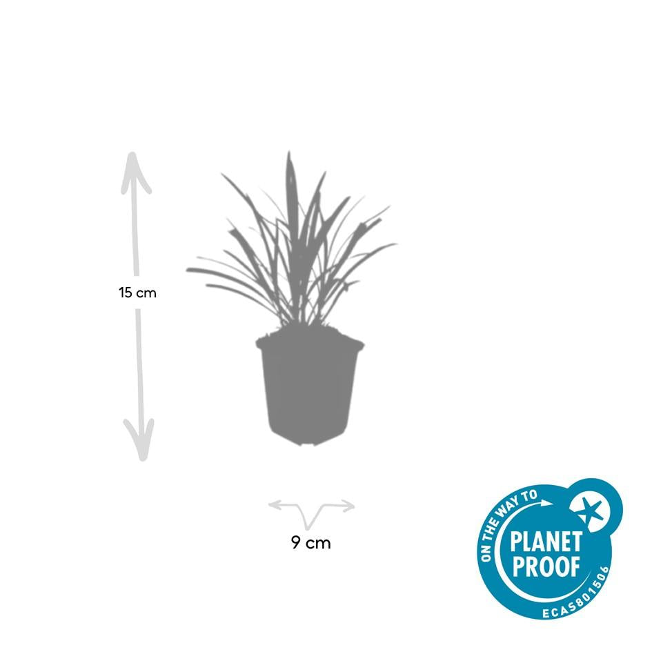 12x Liriope muscari 'Ingwersen' - ↕10-25cm - Ø9cm