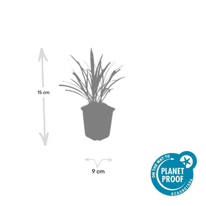 12x Liriope muscari 'Ingwersen' - ↕10-25cm - Ø9cm