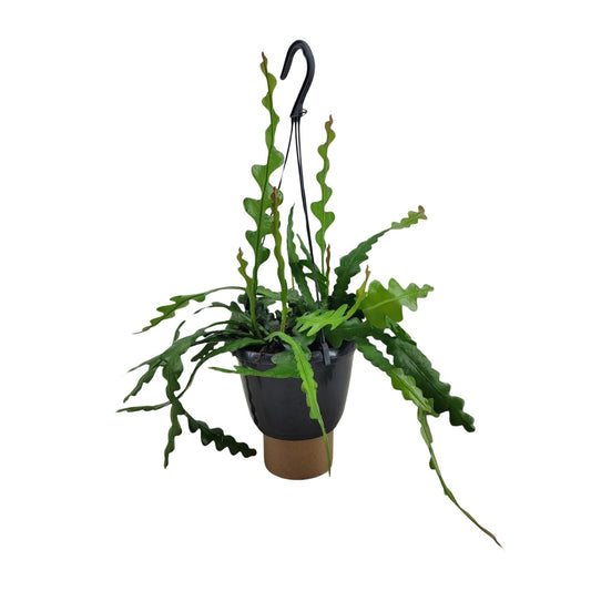 Epiphyllum Anguliger – Fishbone cactus met visgraatvormige bladeren in pot Ø14cm, hoogte 35cm – exotische en makkelijke kamerplant.